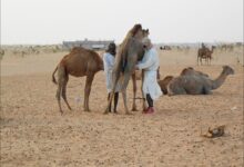 صورة كرو.. بائعي الألبان يبدءون ناشطهم التجاري مع غروب الشمس من كل مساء