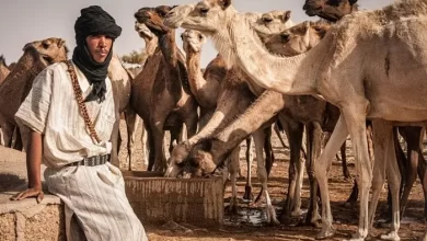 صورة الأمم المتحدة تدعم الثروة الحيوانيه في موريتانيا بـ4 ملايين دولار