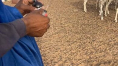 صورة نواكشوط: بائع مواشي بأحد أسواق العاصمة يحقنها قبل البيع