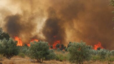 صورة حرائق المغرب تلتهم 6600 هكتار من الغابات وفرق الإطفاء تسيطر على 70 في المائة