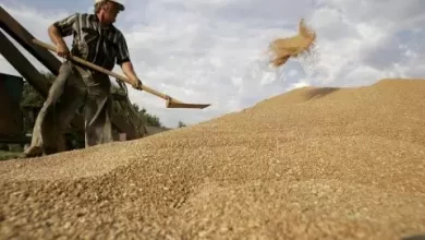 صورة أسعار القمح تواصل الانخفاض في الأسواق العالمية