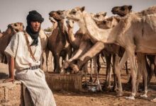 صورة موريتانيا تسعى إلى تقليص وارداتها من الأعلاف بنسبة 30%  