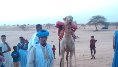 صورة تعرف على الفائزين في سباق الإبل بمهرجان لحويطات