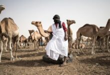 صورة وزارة التنمية الحيوانية : ارتفاع جديد في حصيلة الإصابات بحمى الوادي المتصدع