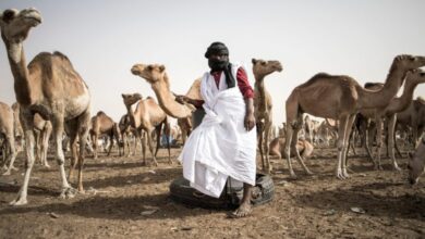 صورة وزارة التنمية الحيوانية : ارتفاع جديد في حصيلة الإصابات بحمى الوادي المتصدع