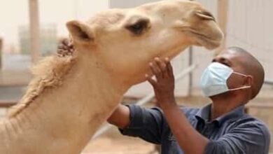 صورة وزارة التنمية: تدخلنا لعلاج الحيوانات المصابة بحمى «الوادي المتصدع»