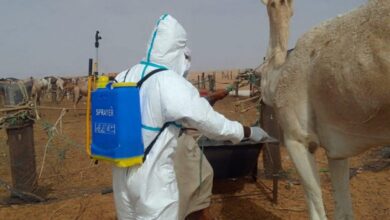 صورة موريتانيا تسجل 23 وفاة جراء الإصابة بالحمى النزيفية
