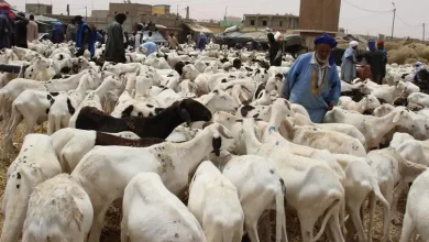 صورة موريتانيا.. حملة لتحصين 9 ملايين رأس من الماشية