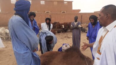صورة رئيس المحكمة العليا يوزع قطعانا من الإبل والبقر على ضيوف مدينة النعمة (صور)