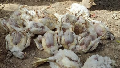 صورة منتدى المستهلك يدعو لتدخل عاجل لكشف أسباب النفوق بالمداجن