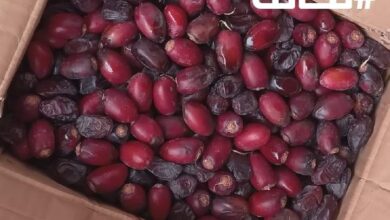 صورة انطلاق موسم الكيطنة ووصول طلائع “التكلاع” إلى أسواق بعض الولايات (تفاصيل)