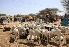صورة الحكومة: عائدات موريتانيا من بيع الأضاحي للسنغال ستتجاوز 8 مليارات أوقية