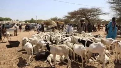 صورة الحكومة: عائدات موريتانيا من بيع الأضاحي للسنغال ستتجاوز 8 مليارات أوقية