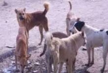 صورة سكان “بوش 10” بتيارت يطالبون من السلطات التدخل للقضاء على الكلاب السائبة