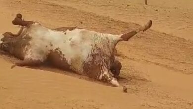 صورة تمبدغة: نفوق عشرات الأبقار بقرية “أحسيات أهل أعبيدي” والأهالي يطالبون السلطات التدخل