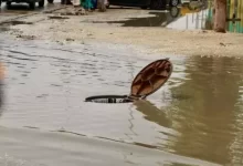 صورة تعرف على مقاييس الأمطار المسجلة البارحة بالعاصمة نواكشوط