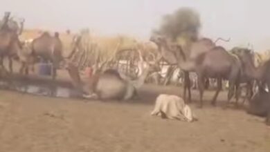صورة قاضي باسكنو يحجز قطيعا من الإبل بأنبيكت لحواش لأسرة أهل أحمد ولد الكوري لصالح أعليات ولد بنن