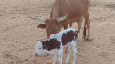 صورة ارتفاع مذهل في أسعار “أشوايل لبقر” بولاية الحوض الشرقي