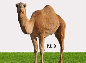 صورة الوحدة والتنمية يجدد موقفه: حماية الموريتانيين في أسطول الصمود مسؤولية المجتمع الدولي (بيان)