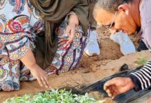 صورة بعد إطلاق رئيس الجمهورية للموسم الزراعي من مدينة روصو الشيخة العزة تتجول بمزارع النمجاط (صور)