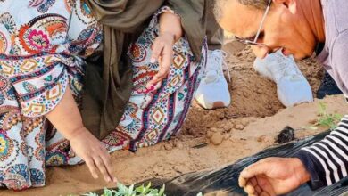 صورة بعد إطلاق رئيس الجمهورية للموسم الزراعي من مدينة روصو الشيخة العزة تتجول بمزارع النمجاط (صور)