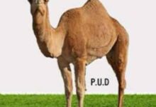 صورة حزب الوحدة والتنمية: العدوان الصهيوني الآمريكي على إيران انتهاك صارخ للسيادة وتهديد خطير لأمن المنطقة (بيان)